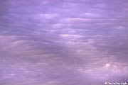 undulatus01.jpg (25851 octets)